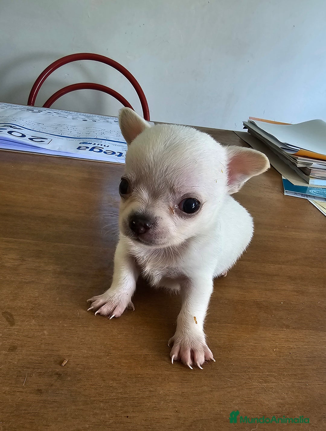 Chihuahua perros en venta: Chihuahuas mini - Imagen 1
