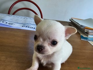 Chihuahua perros - Anuncio 8