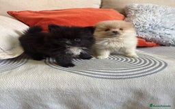 Pomerania perros en venta: Pomerania toys  - Imagen 2