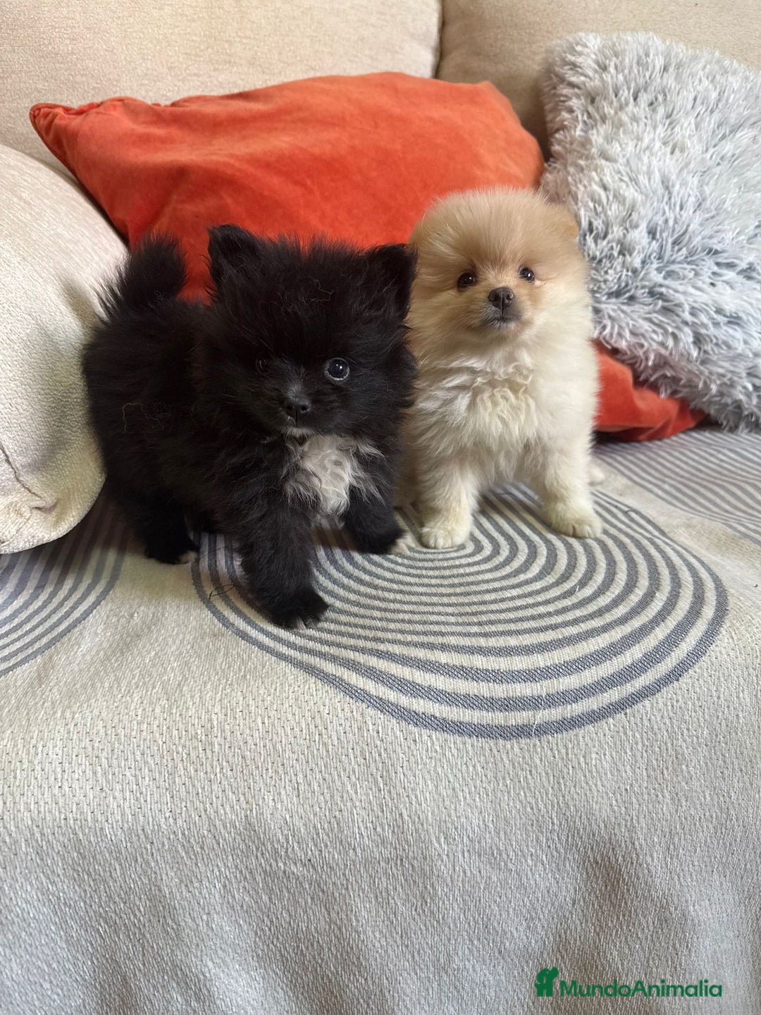 Pomerania perros en venta: Pomerania toys  - Imagen 2