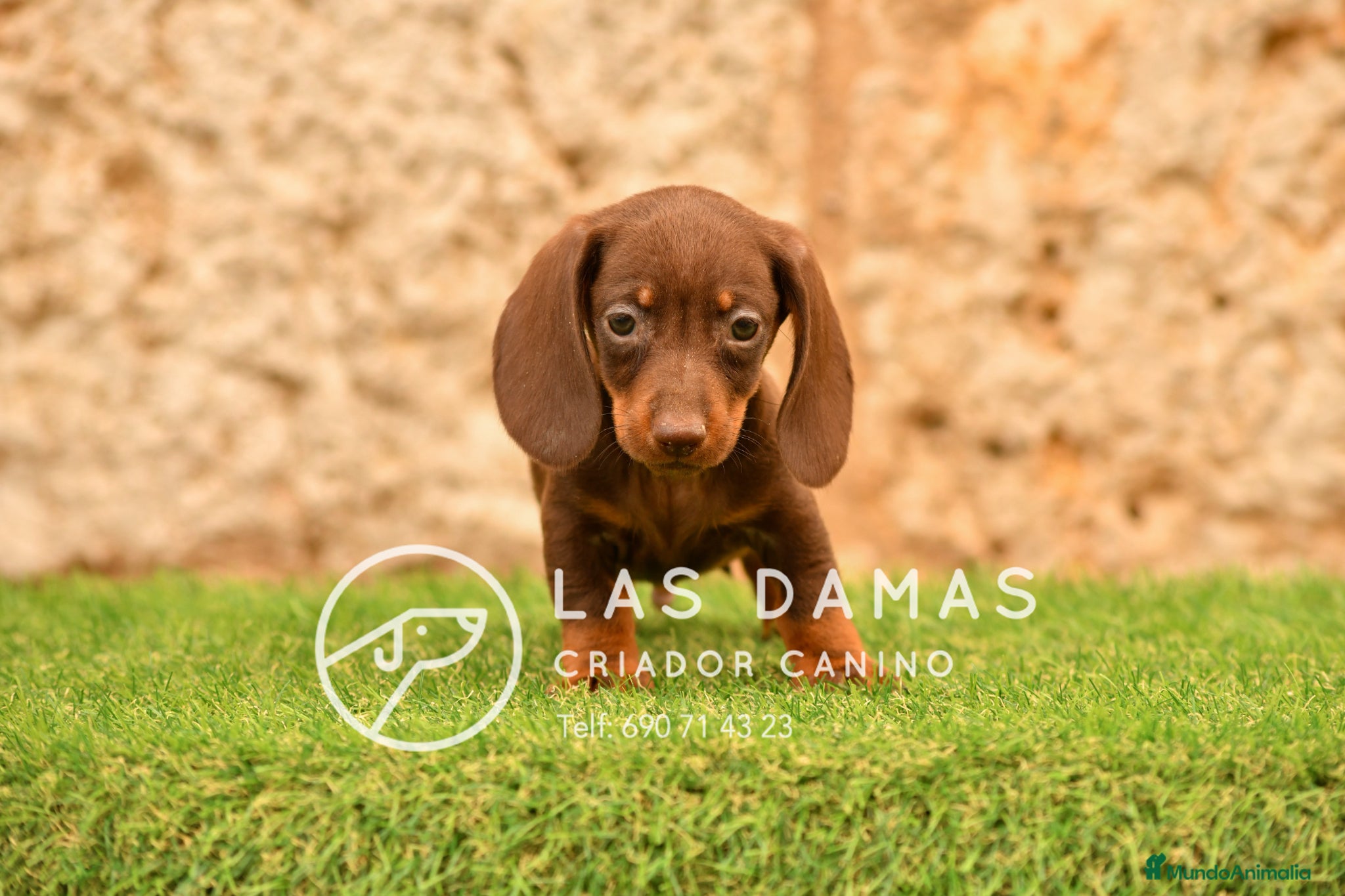 Teckel perros en venta: Teckel próxima camada.  - Anuncio 1