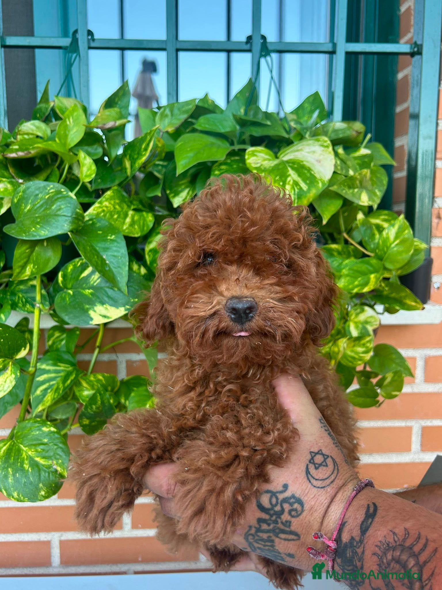 Caniche Enano perros Caniche enano  - Anuncio 1