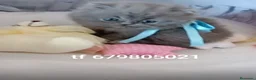 Persa gatos en venta: Disponible gatitos persa  - Anuncio 4