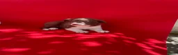 Border Collie perros en venta: Excelentes cachorros Border collie  - Anuncio 4