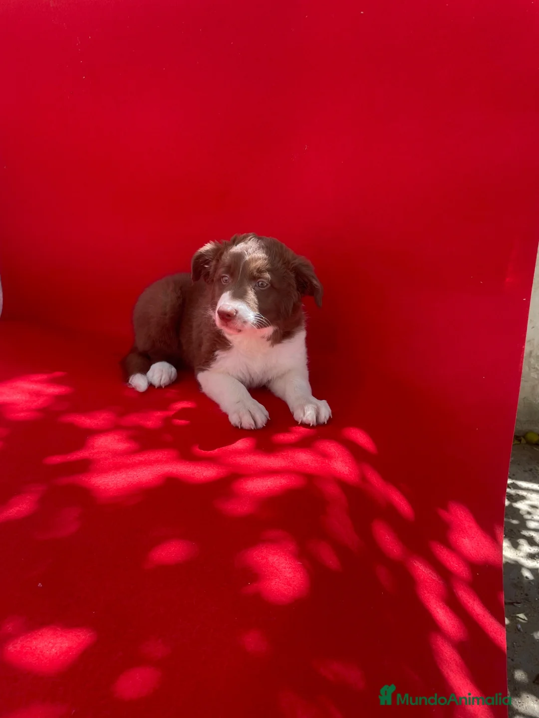 Border Collie perros en venta: Excelentes cachorros Border collie  - Anuncio 4