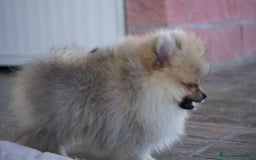Pomerania perros en venta: 🐾 Sparky – Pomerania marrón mini toy 🌰 - Imagen 7