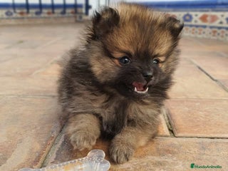 Pomerania perros en Badajoz - Anuncio 36
