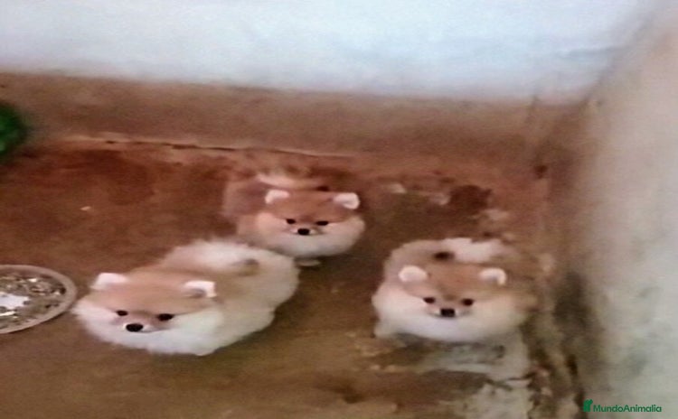 Pomerania perros - Anuncio 4