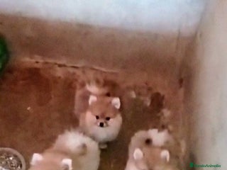 Pomerania perros - Anuncio 28