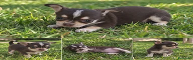 Chihuahua 1