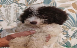 Perro de Agua Español perros en venta: Perra de aguas - Imagen 3