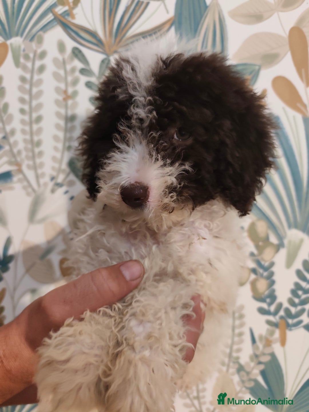 Perro de Agua Español perros en venta: Perra de aguas - Imagen 3