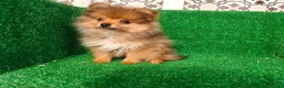 Pomerania perros en venta: Pomerania  - Anuncio 18