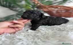 Caniche Toy perros en venta: CANICHE TOY - Anuncio 19