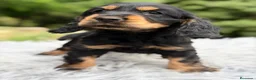 Cocker Spaniel Inglés perros en venta: COCKER SPANIEL INGLÉS BLACK AND TAN - Anuncio 1