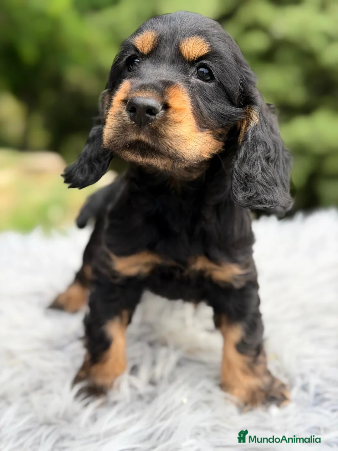 Cocker Spaniel Inglés perros en venta: COCKER SPANIEL INGLÉS BLACK AND TAN - Anuncio 1