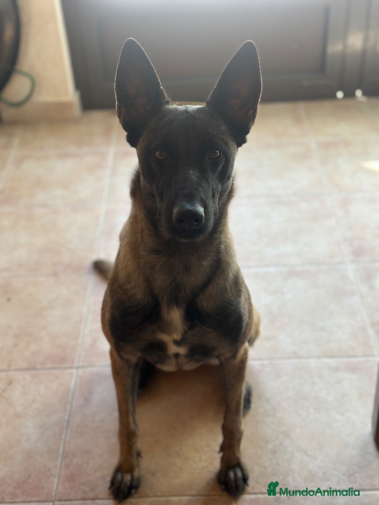 Pastor Belga Malinois perros Perros de trabajo.  - Anuncio 1