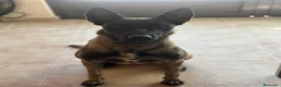 Pastor Belga Malinois perros en venta: Perros de trabajo.  - Anuncio 1