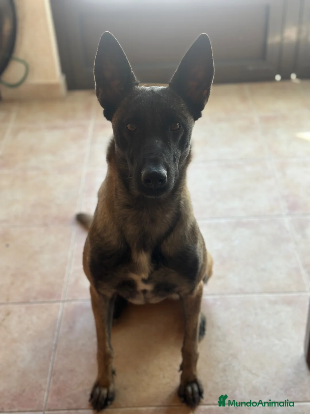 Pastor Belga Malinois perros en venta: Perros de trabajo.  - Anuncio 1