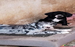 Dogo Alemán perros en venta: Preciosa camada de dogo alemán hembras  - Imagen 3