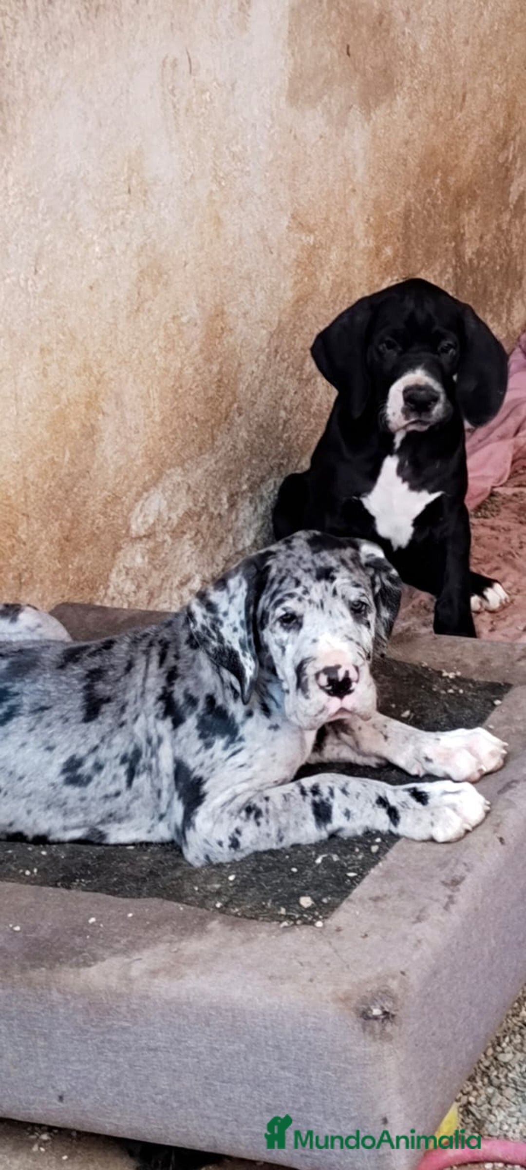 Dogo Alemán perros en venta: Preciosa camada de dogo alemán hembras  - Imagen 3