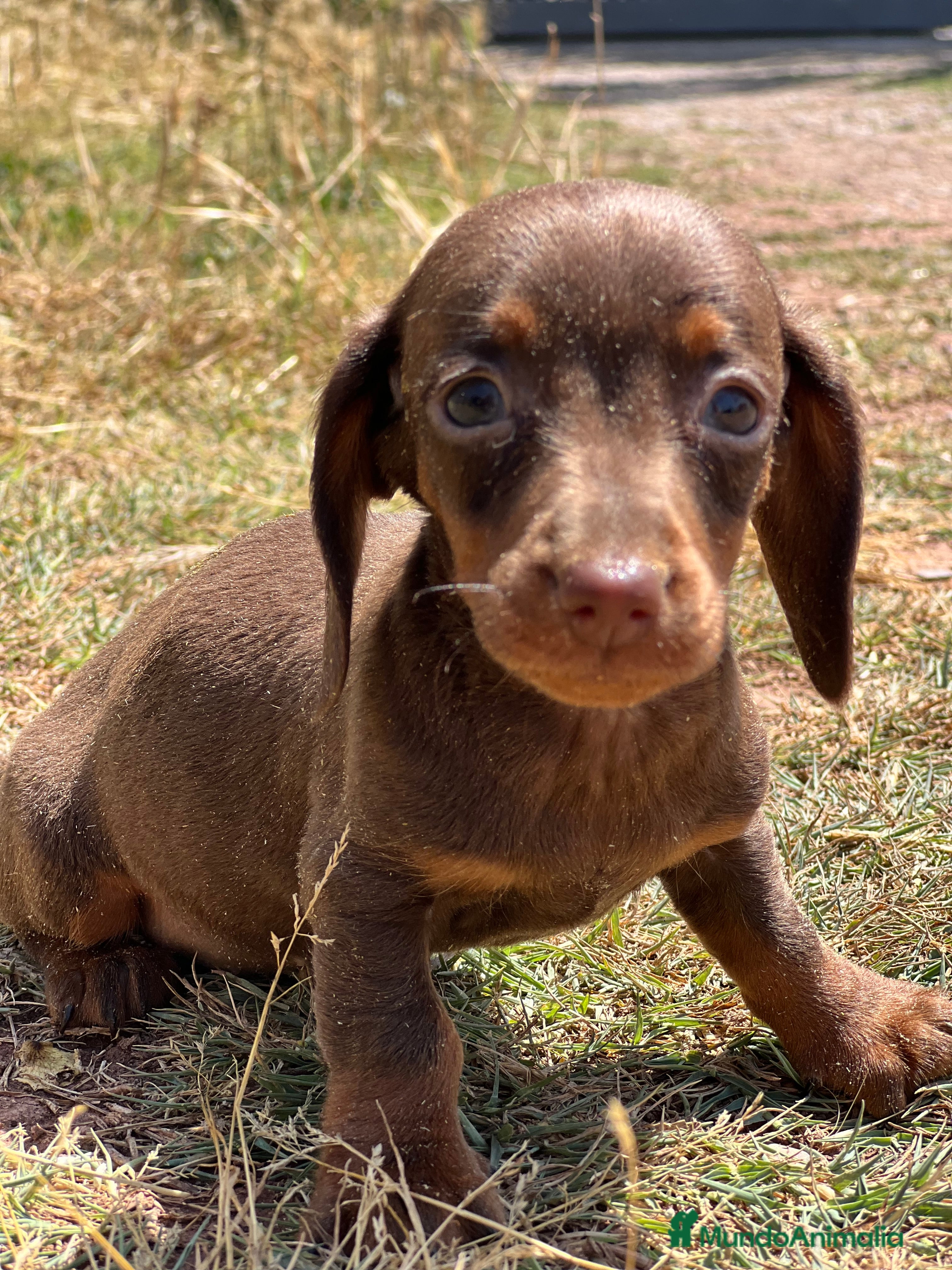 Teckel Miniatura perros Teckel Kaninchen - Anuncio 38