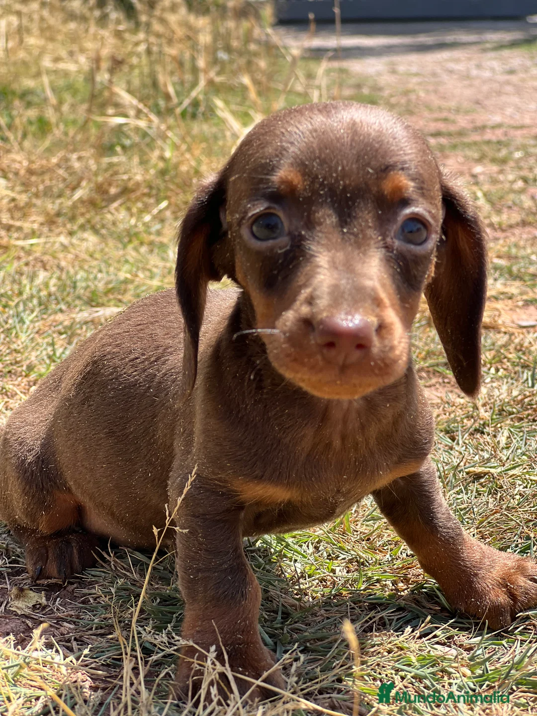 Teckel Miniatura perros en venta: Teckel Kaninchen - Anuncio 1