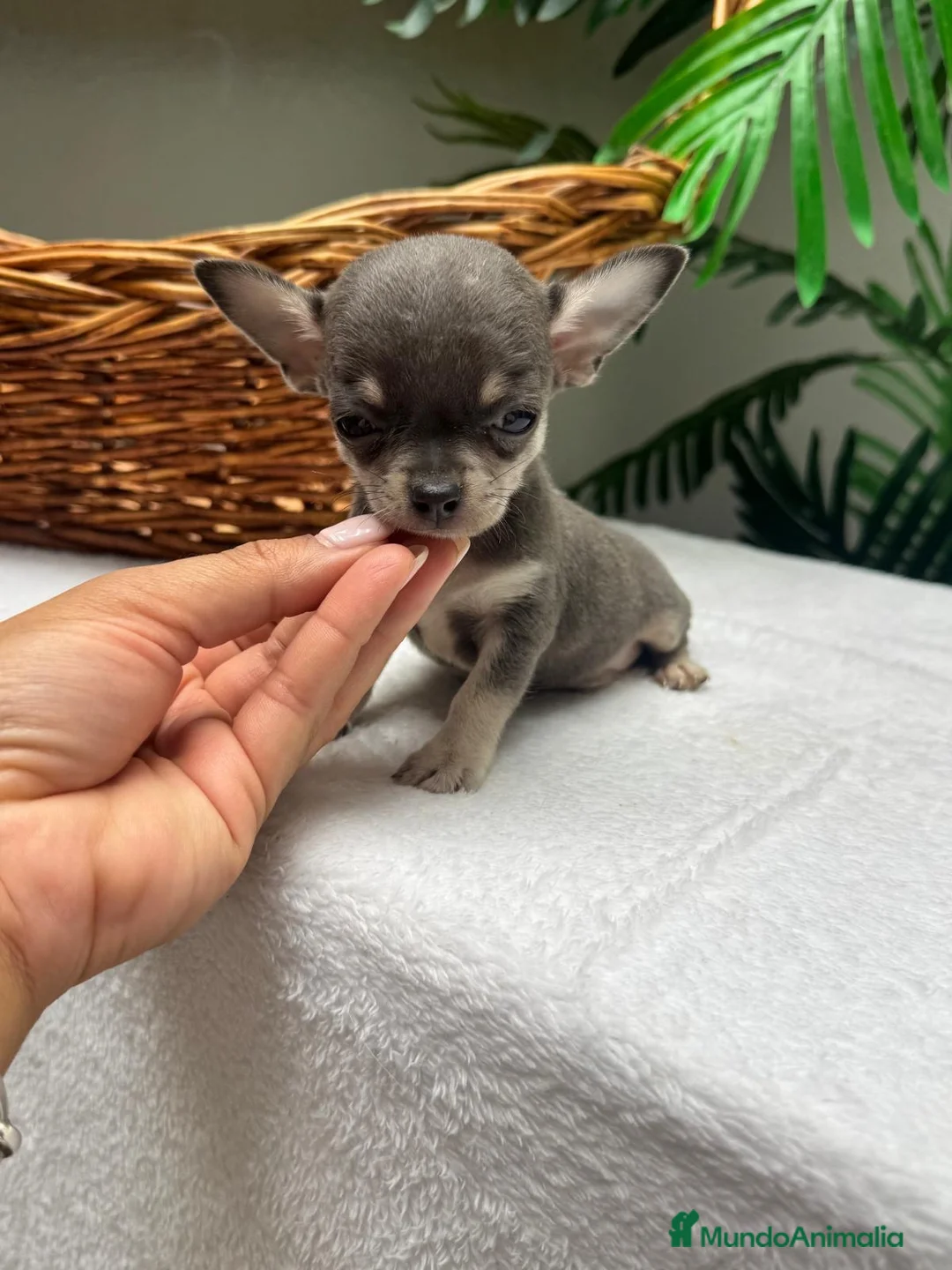 Chihuahua perros en venta: 🐾 CHIHUAHUA BLUE 🐾   - Anuncio 27