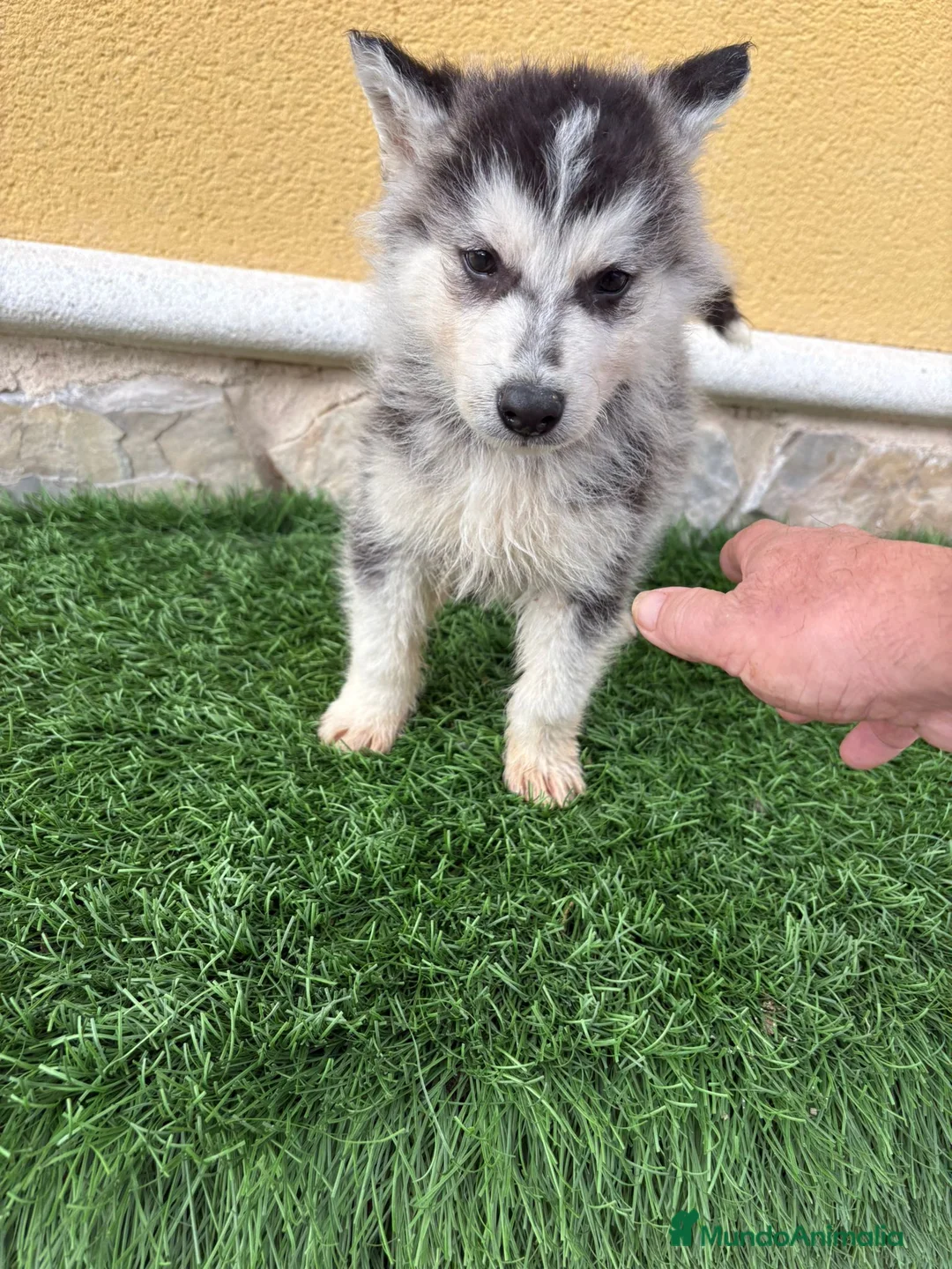 Husky Siberiano perros en venta: Husky siberiano macho  - Anuncio 10