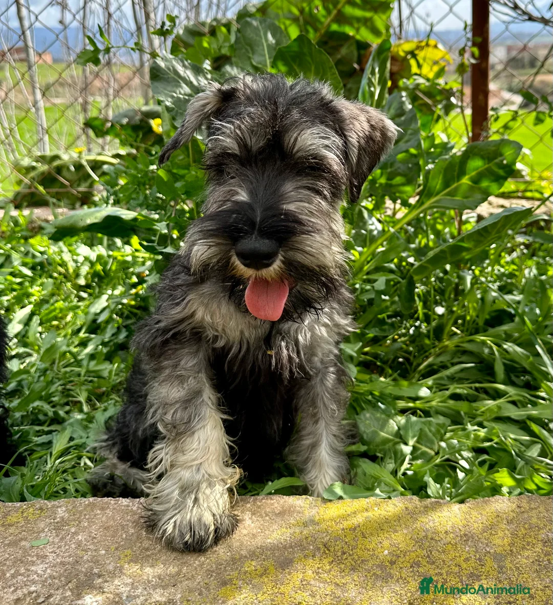 Schnauzer Miniatura perros en venta: SCHNAUZER SAL Y PIMIENTA MACHO DISPONIBLE en Barcelona - Anuncio 6