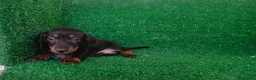 Teckel Miniatura perros en venta: Teckel miniatura  - Anuncio 15
