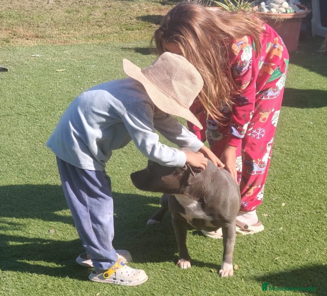 Staffordshire Bull Terrier perros en venta: Staffy blue adulta busca casa - Anuncio 2