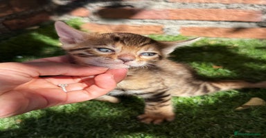 Bengalí gatos - Anuncio 3