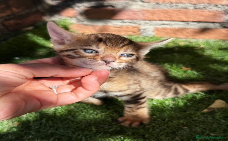 Bengalí gatos - Anuncio 1