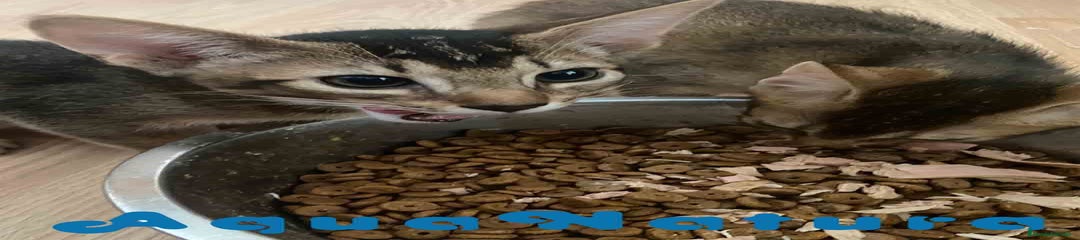 Abisinio Gatito 2
