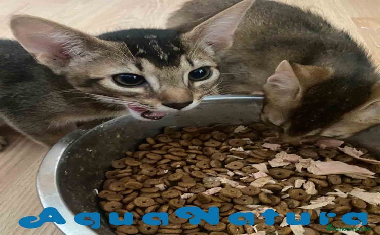 Abisinio gatos - Propaganda 1