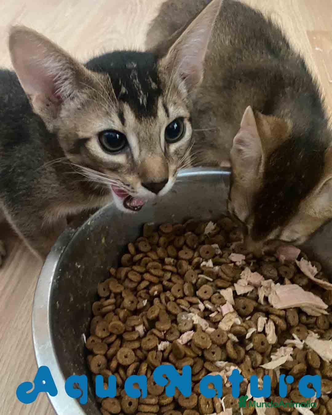 Abisinio gatos en venta: Camada Abisinio de Santa AQUANATURA - Imagen 1