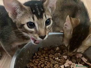 Abisinio gatos - Anuncio 17