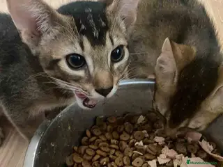 Abisinio gatos Camada Abisinio de Santa AQUANATURA - Anuncio 24