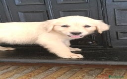Golden Retriever perros en venta: Golden Retriever  - Imagen 2