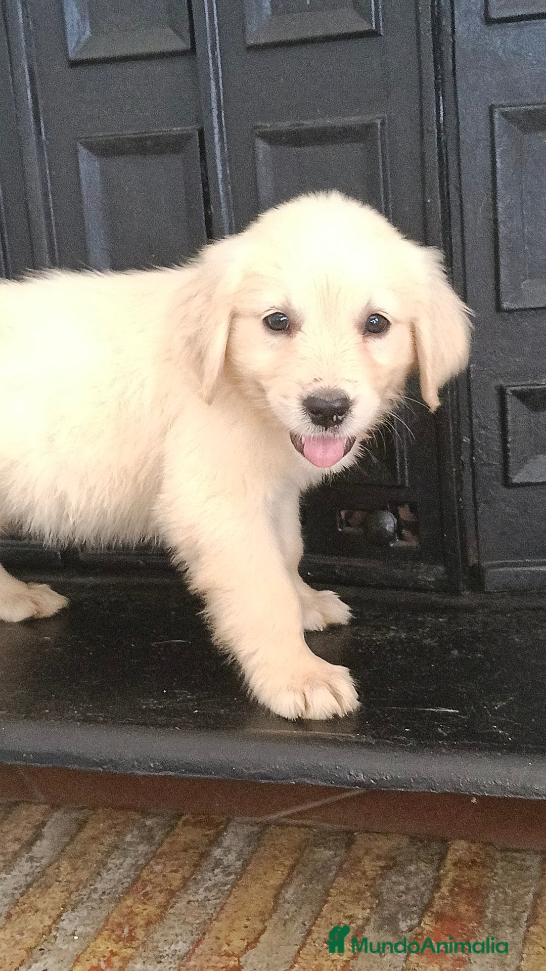 Golden Retriever perros en venta: Golden Retriever  - Imagen 2