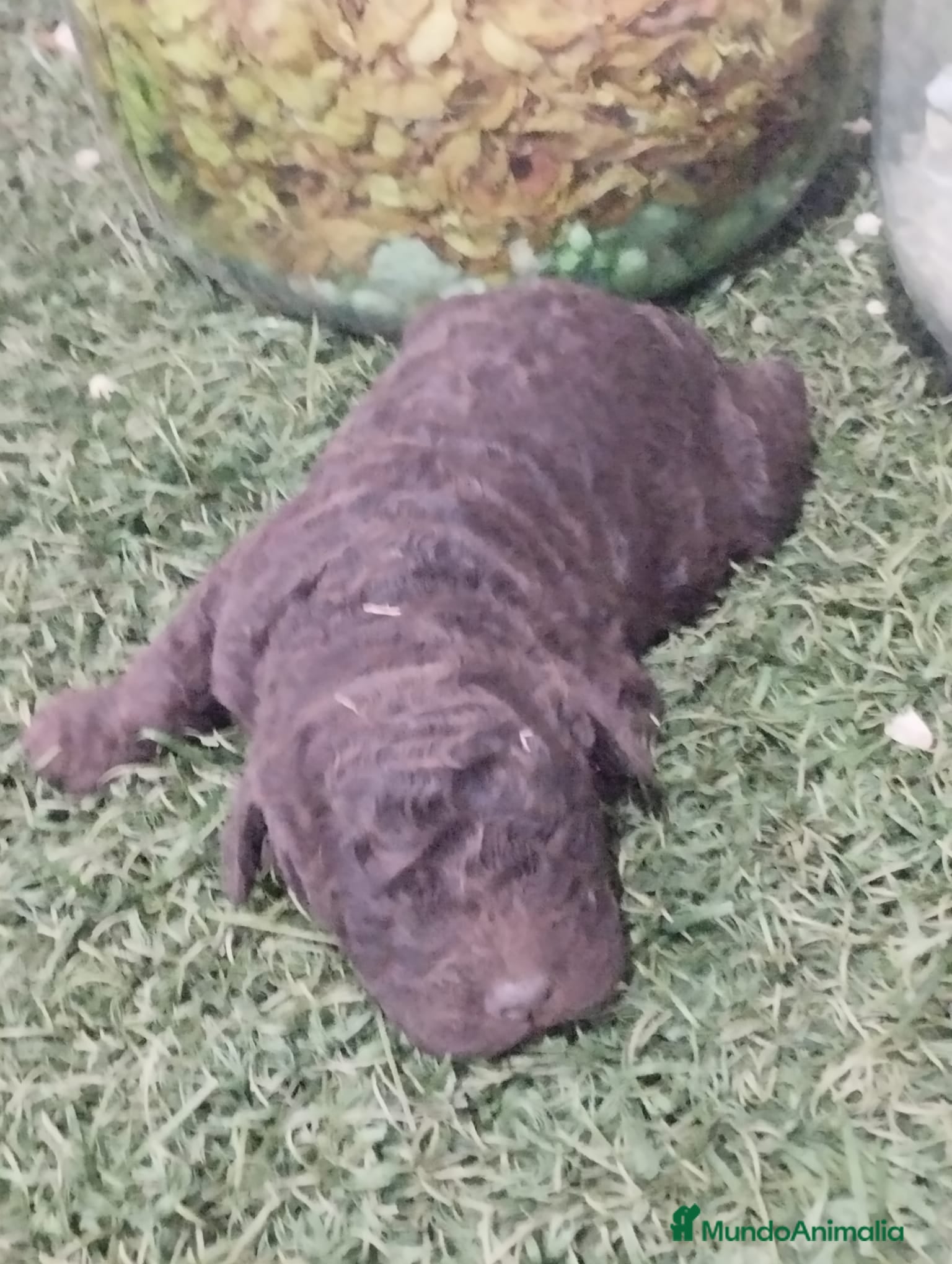 Perro de Agua Español perros Cachorros perros de agua  - Anuncio 2