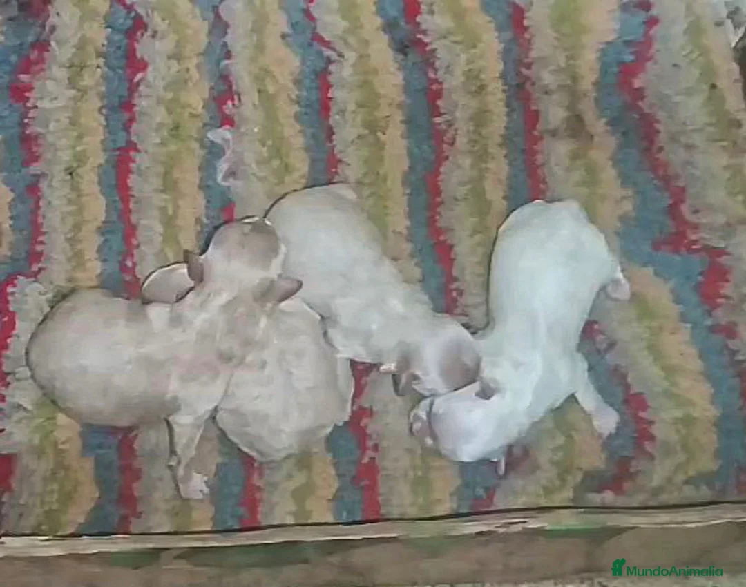 Maltipoo perros en venta: MALTIPOOS  - Anuncio 2