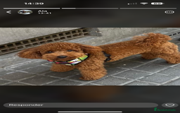 Caniche Toy perros en venta: Excelente camada de caniche rojo toy.  - Imagen 6