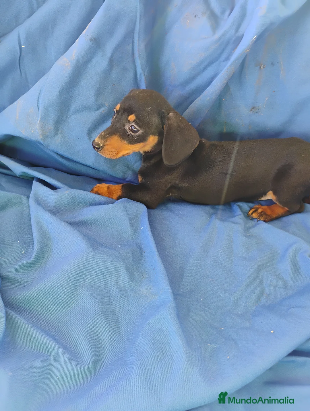 Teckel Miniatura perros en venta: Hembra teckel negro fuego miniatura  - Anuncio 2