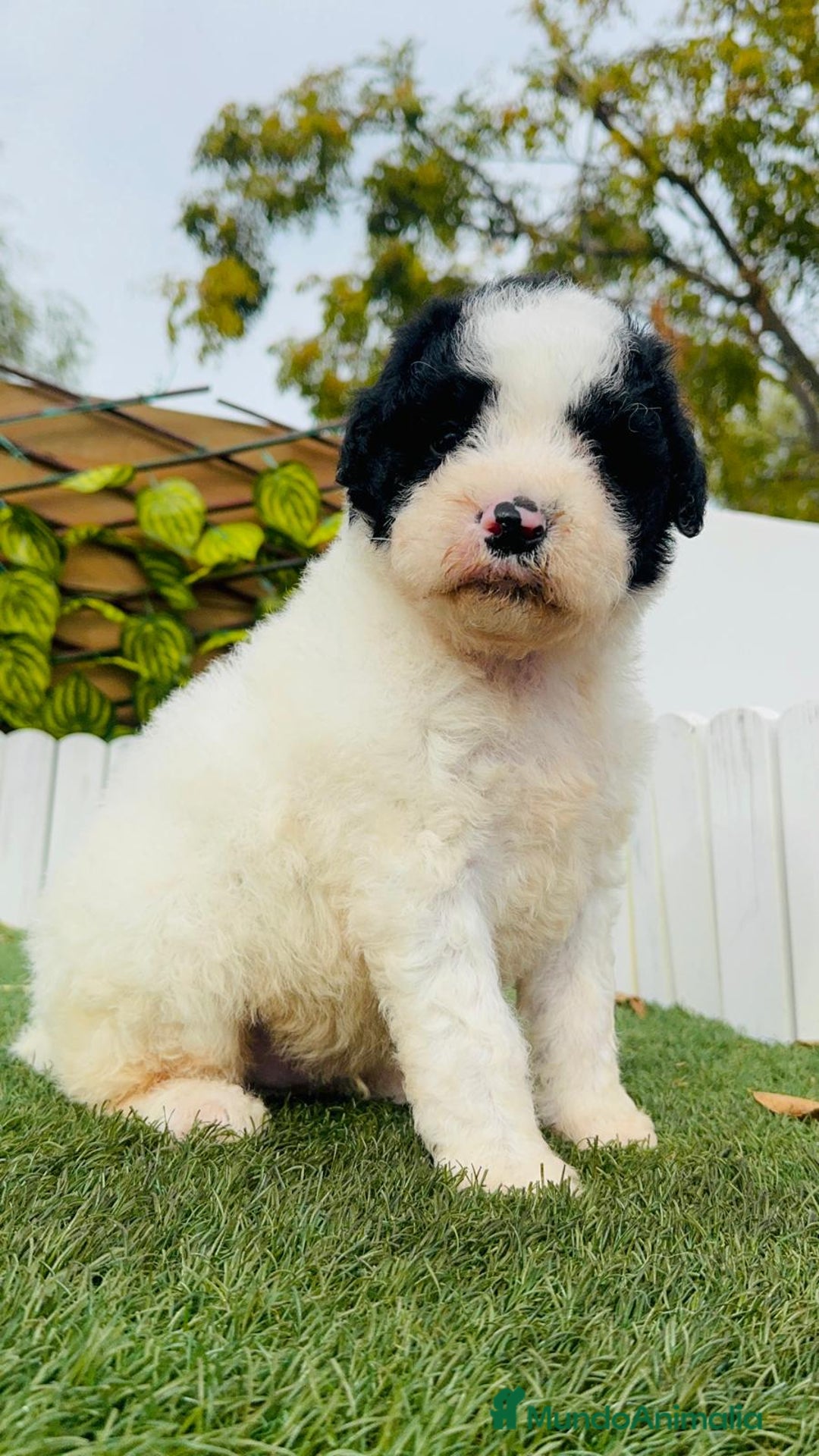 Perro de Agua Español perros en venta: PERRO DE AGUA ESPAÑOL - Anuncio 12