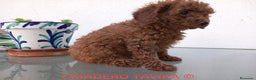 Caniche Toy perros en venta: Caniche toy rojo cachorro poodle. en Sevilla - Anuncio 1