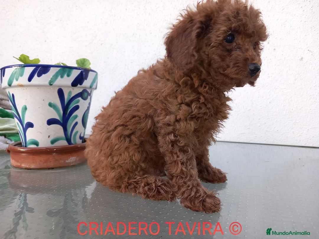 Caniche Toy perros en venta: Caniche toy rojo cachorro poodle. en Sevilla - Anuncio 3