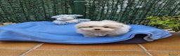 Bichón Maltés perros en venta: Bichón Maltés  en Barcelona - Anuncio 4