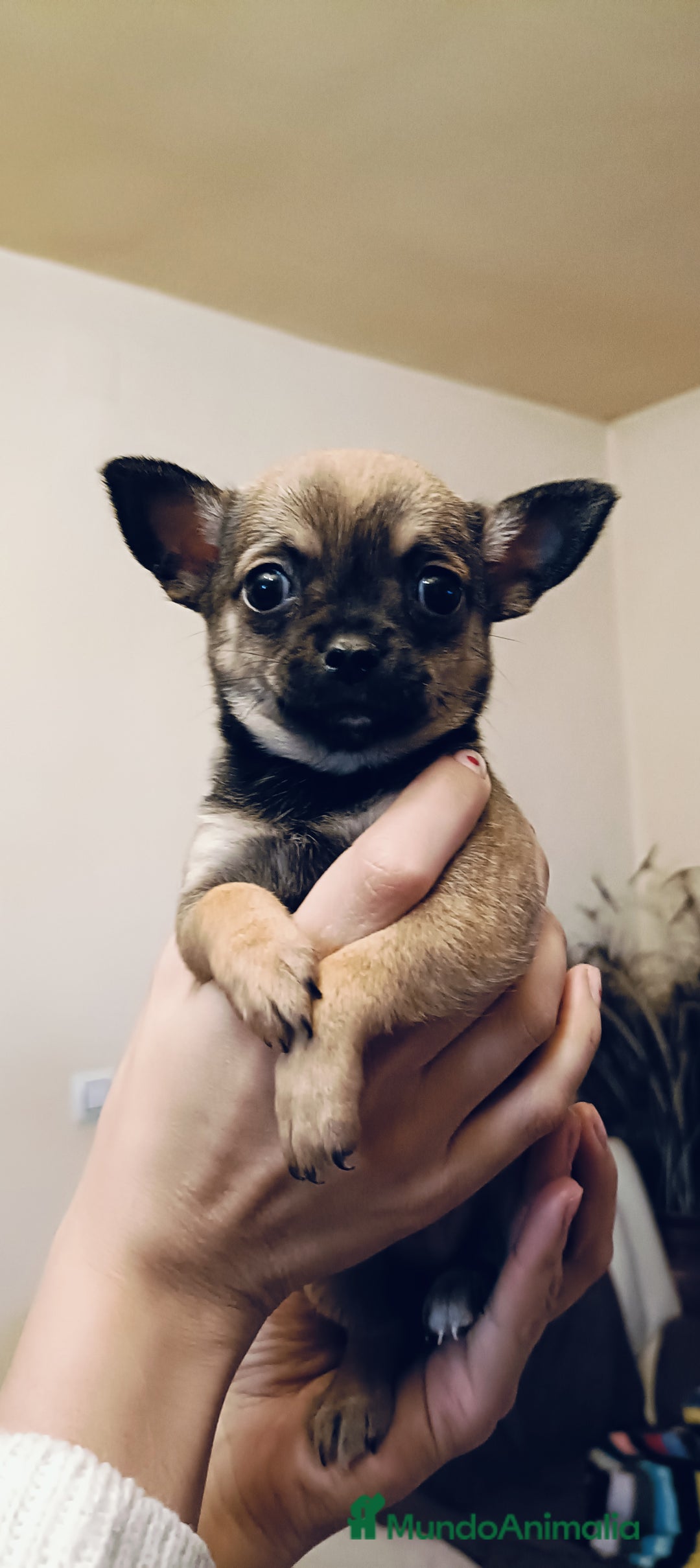 Chihuahua perros en venta: Chihuahua cabeza manzana ruso en Jaén - Imagen 1